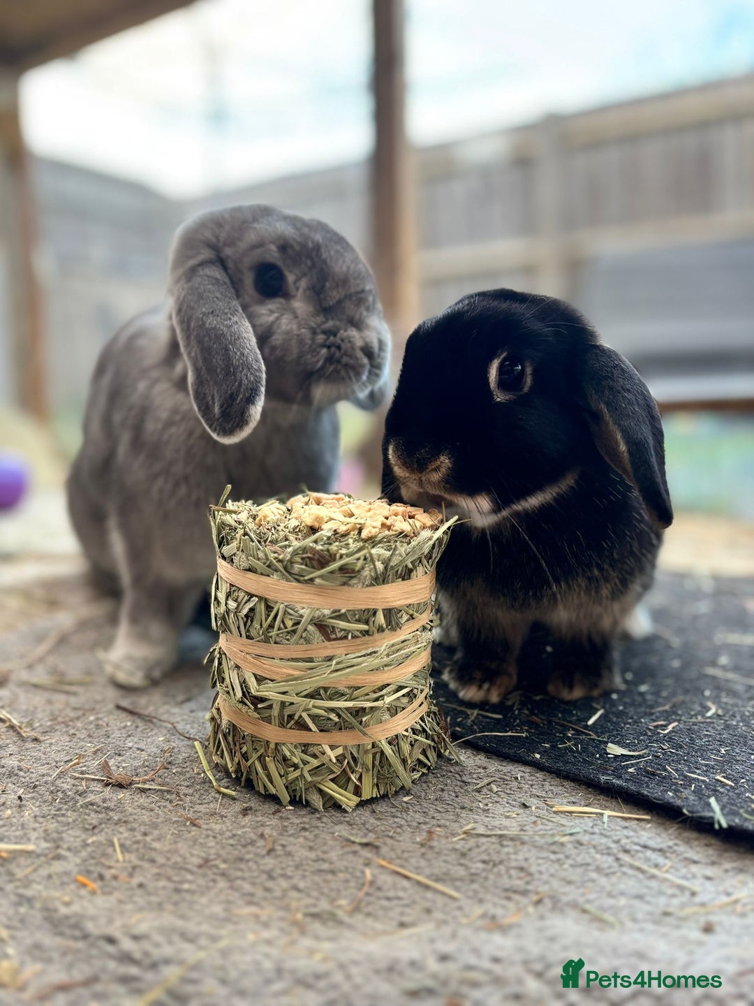 Dwarf Lop rabbits for sale: Bonded pair of dwarf lops - Advert 1