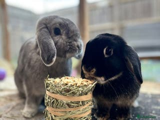 Dwarf Lop rabbits Bonded pair of dwarf lops - Advert 6