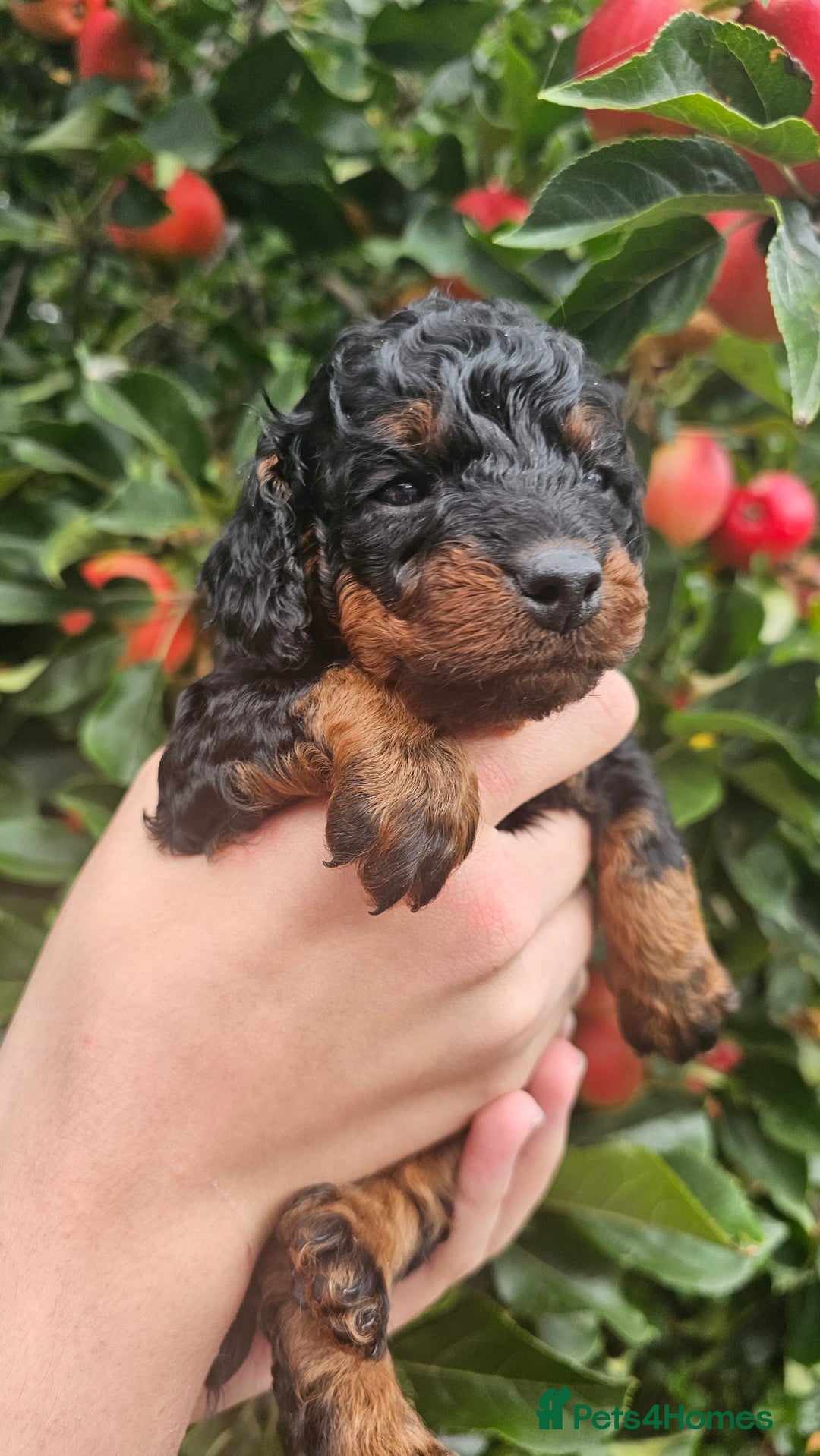 Cockapoo dogs for sale: F2 Cockapoo puppies for sale  - Image 38