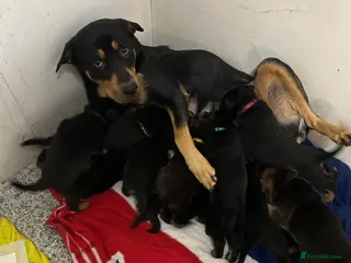 Mixed Breed dogs Swiss Shepherd Rottweiler mix breed puppies - Advert 3