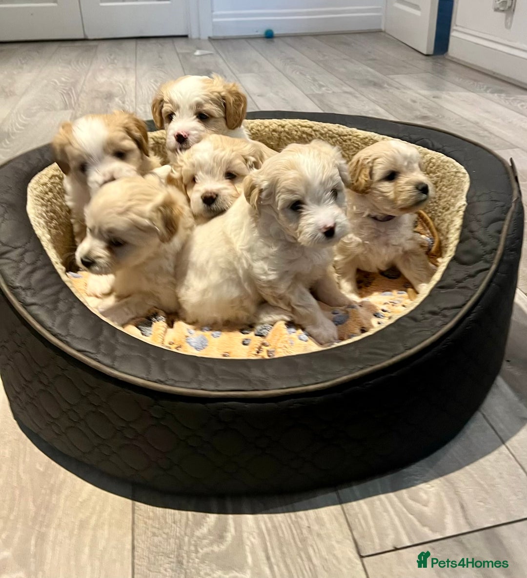 Mixed Breed dogs for sale: Peke-a-Chon puppies 🐶  - Image 1