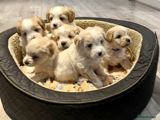 Mixed Breed dogs - Advert 2