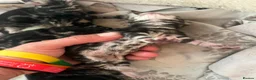 Bengal cats for sale: Stunning Bengal X kittens  - Advert 22