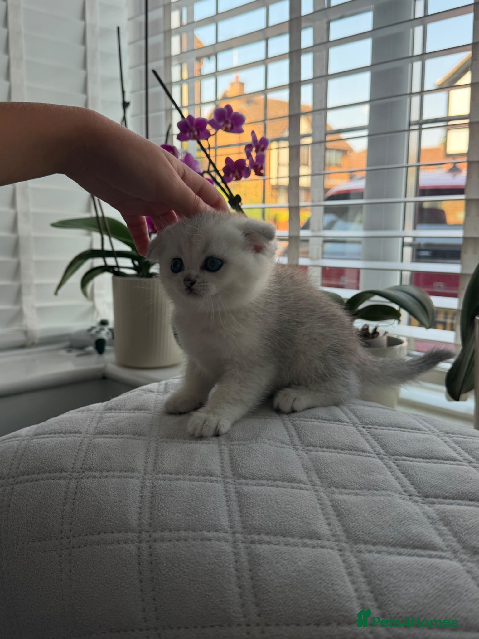 British Shorthair cats for sale: British Shorthair and Scottish Fold  - Advert 1