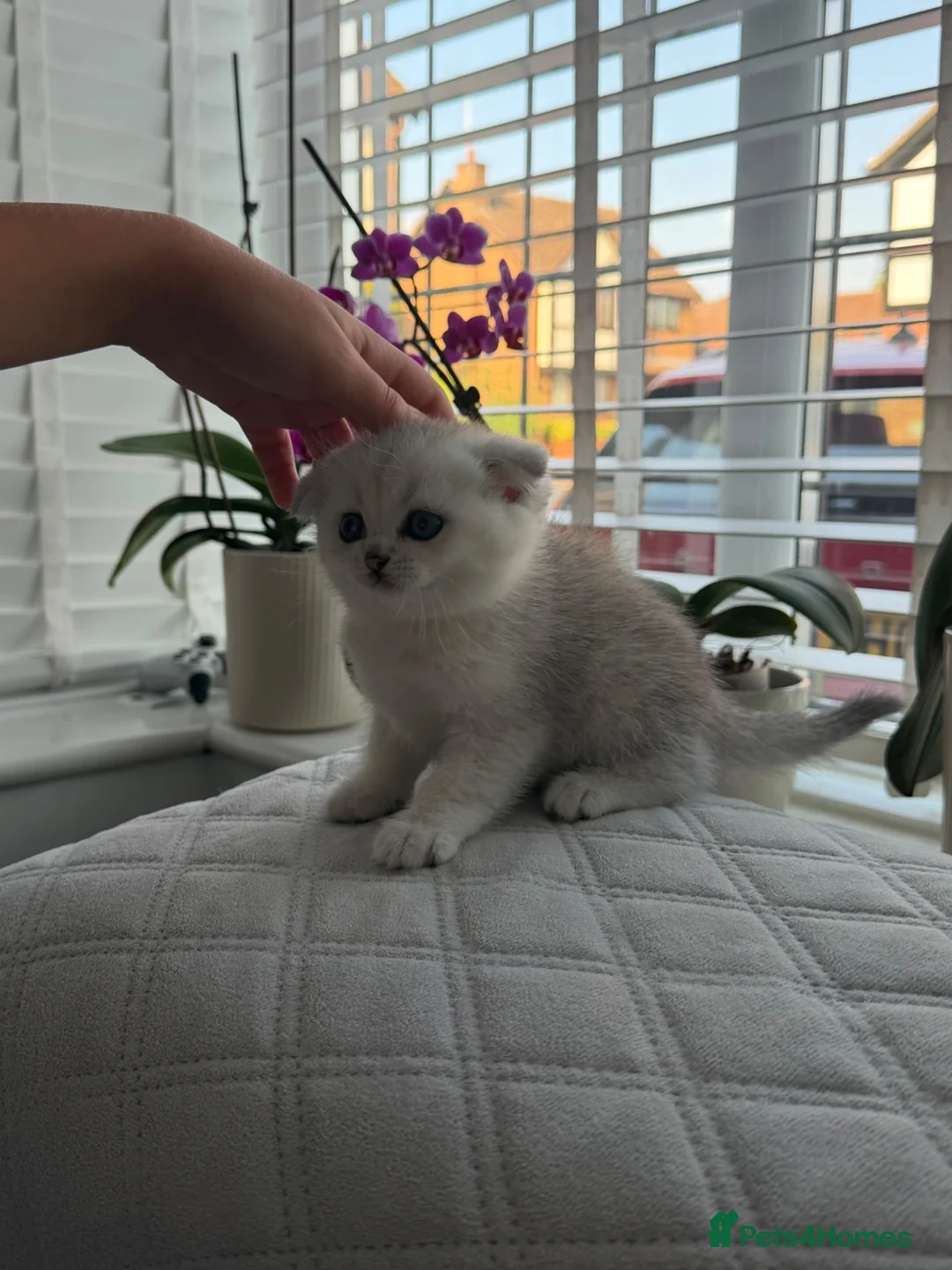 British Shorthair cats for sale: British Shorthair and Scottish Fold  - Advert 1