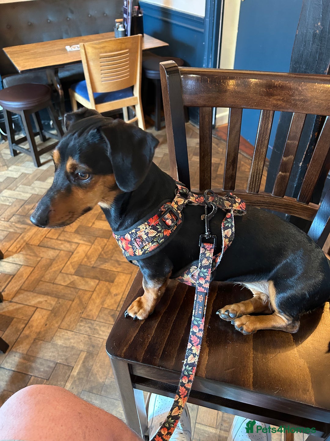 Mixed Breed dogs for sale: 5 year old Dachshund (cross) needs rehoming - Image 4