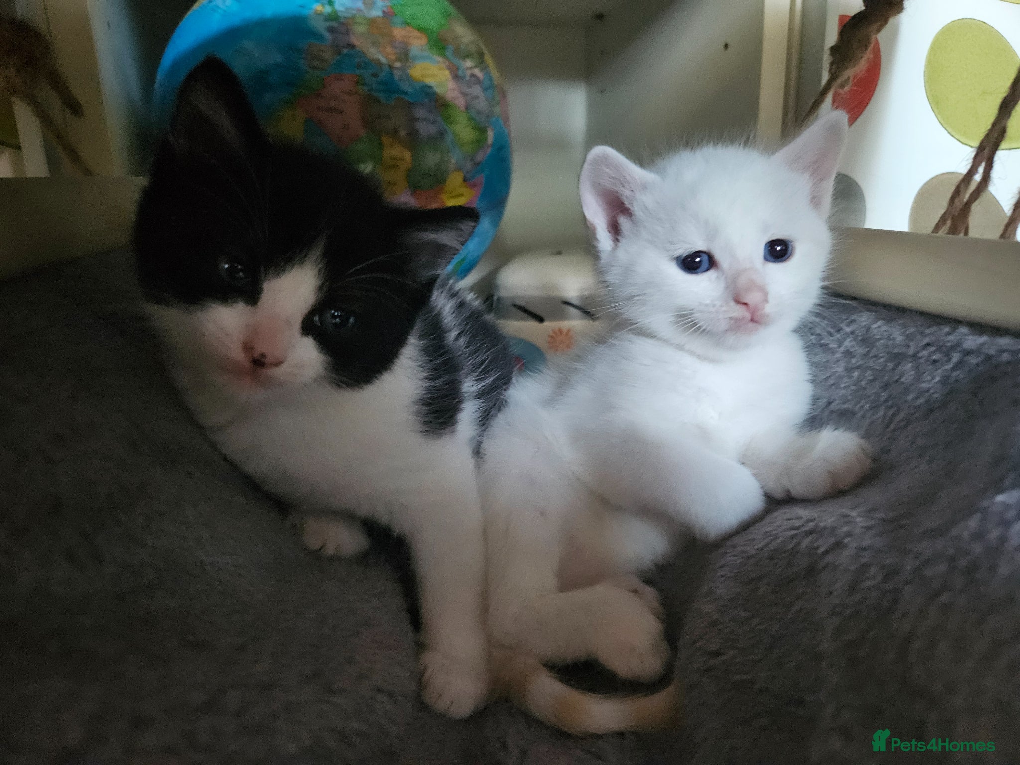 Mixed Breed cats Only 1 left left. Beautiful, Ragdoll cross Kittens - Advert 1