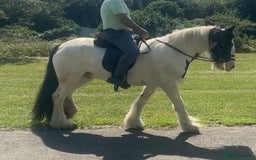 Irish Cob horses for sale: 14.2 Gelding Cob - Image 3