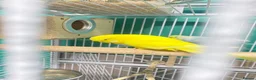 Budgerigars birds for sale: Female budgie in Batley - Advert 4