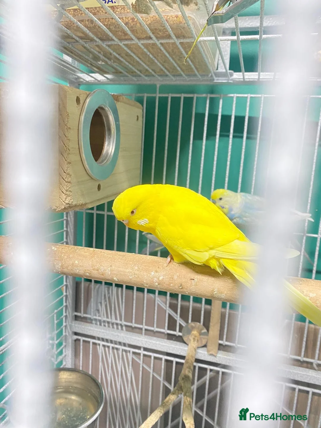 Budgerigars birds for sale: Female budgie in Batley - Advert 4