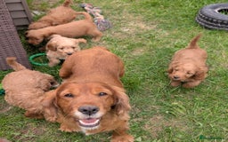 Cockapoo dogs for sale: Beautiful F1 Cockapoo puppies DNA clear  - Image 28
