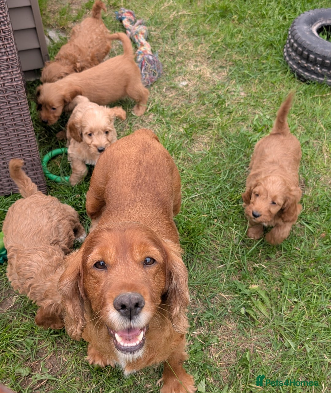 Cockapoo dogs for sale: Beautiful F1 Cockapoo puppies DNA clear  - Image 28