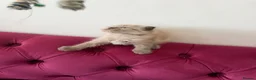 Scottish Fold cats for sale: Beautiful kittens🌹🤭 - Advert 8