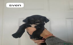 Sprocker dogs for sale: F1 sprockers 4 boys 3 girls - Image 6