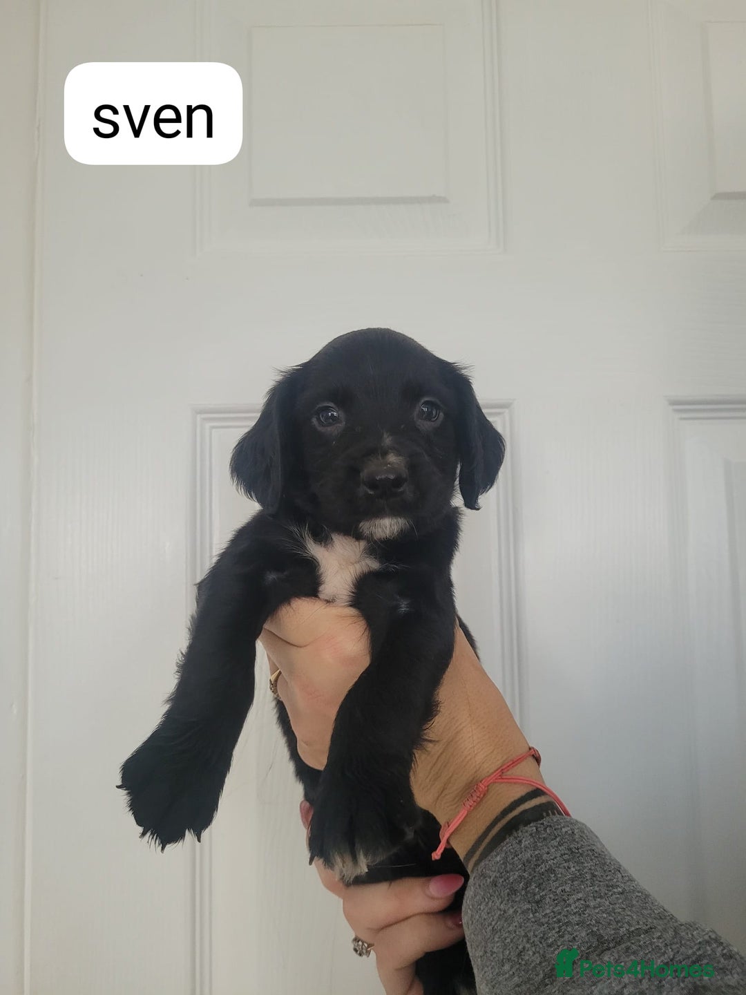 Sprocker dogs for sale: F1 sprockers 4 boys 3 girls - Image 6