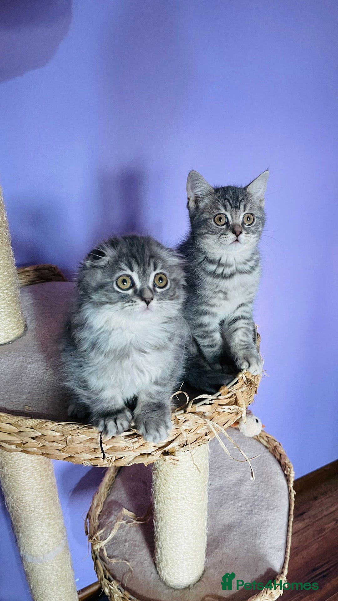 Scottish Fold cats for sale: Beautiful litter looking for new homes ❤️❤️ - Advert 12