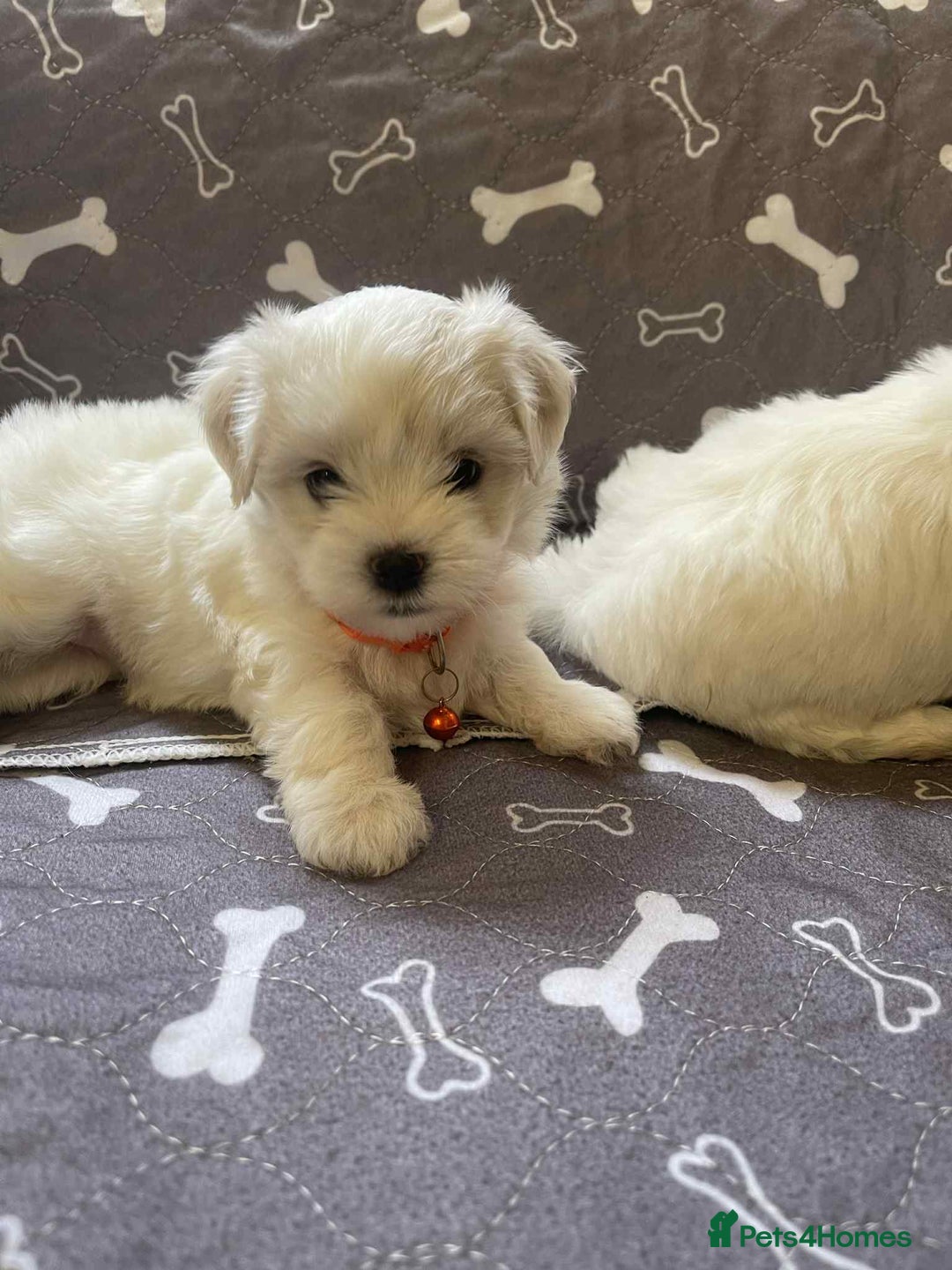 Bichon Frise dogs for sale: Bichon Frise  - Image 23