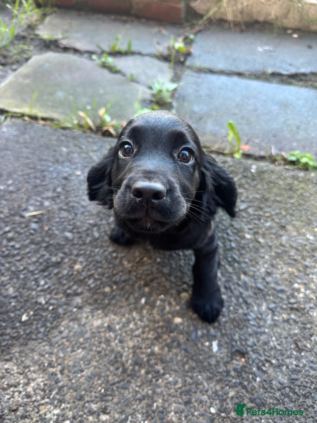 Cocker Spaniel dogs for sale: REDUCED KC Cocker Spaniel Boy £700 - Image 6