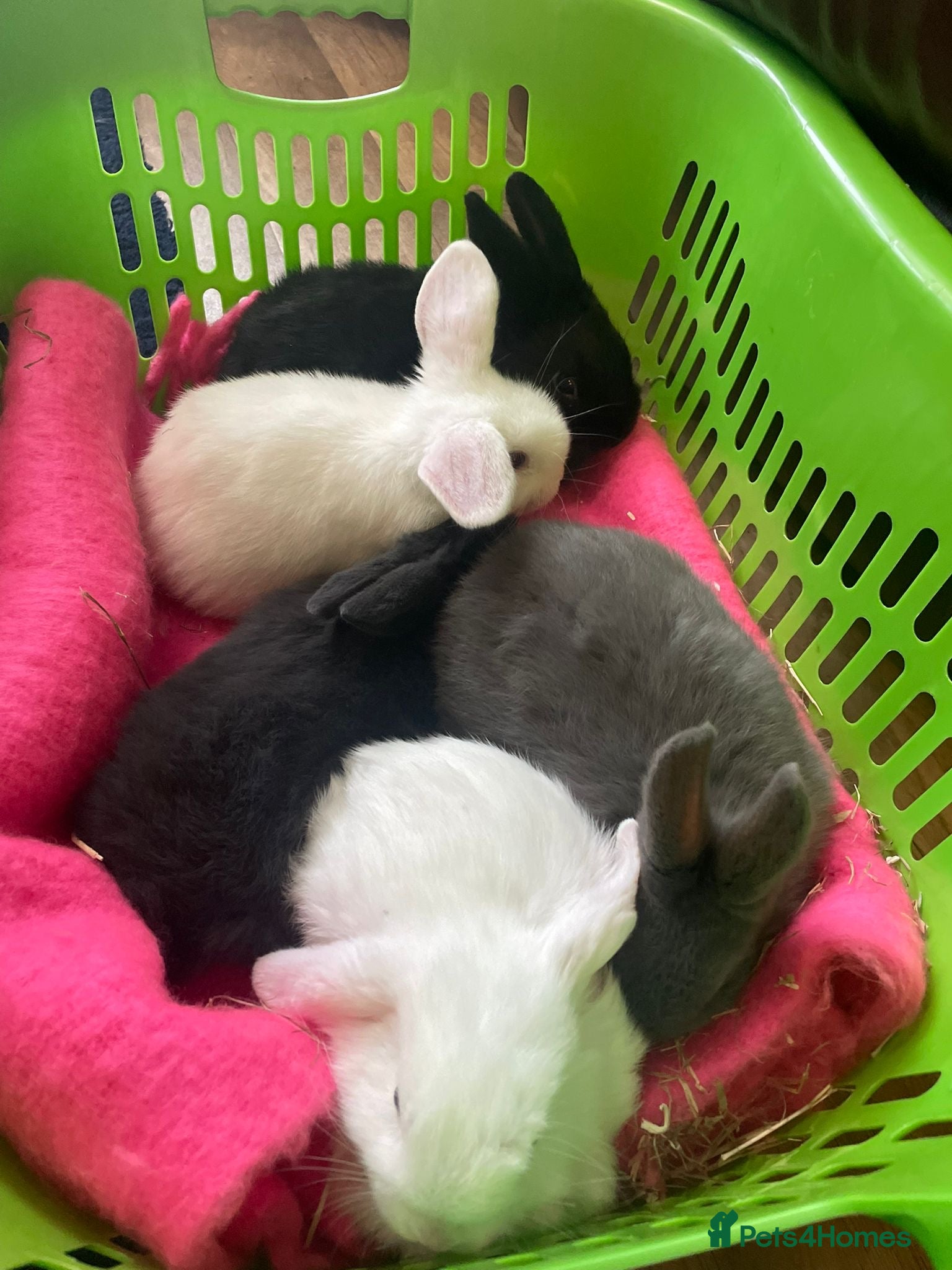 Mixed Breed rabbits Baby bunnies - Advert 5