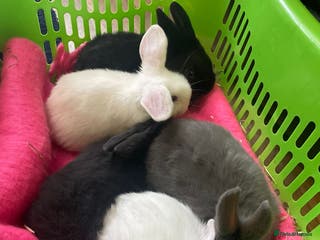 Mixed Breed rabbits Baby bunnies - Advert 5