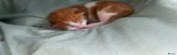 Domestic Shorthair cats for sale: Black and white and ginger kittens  in Leamington Spa - Advert 7