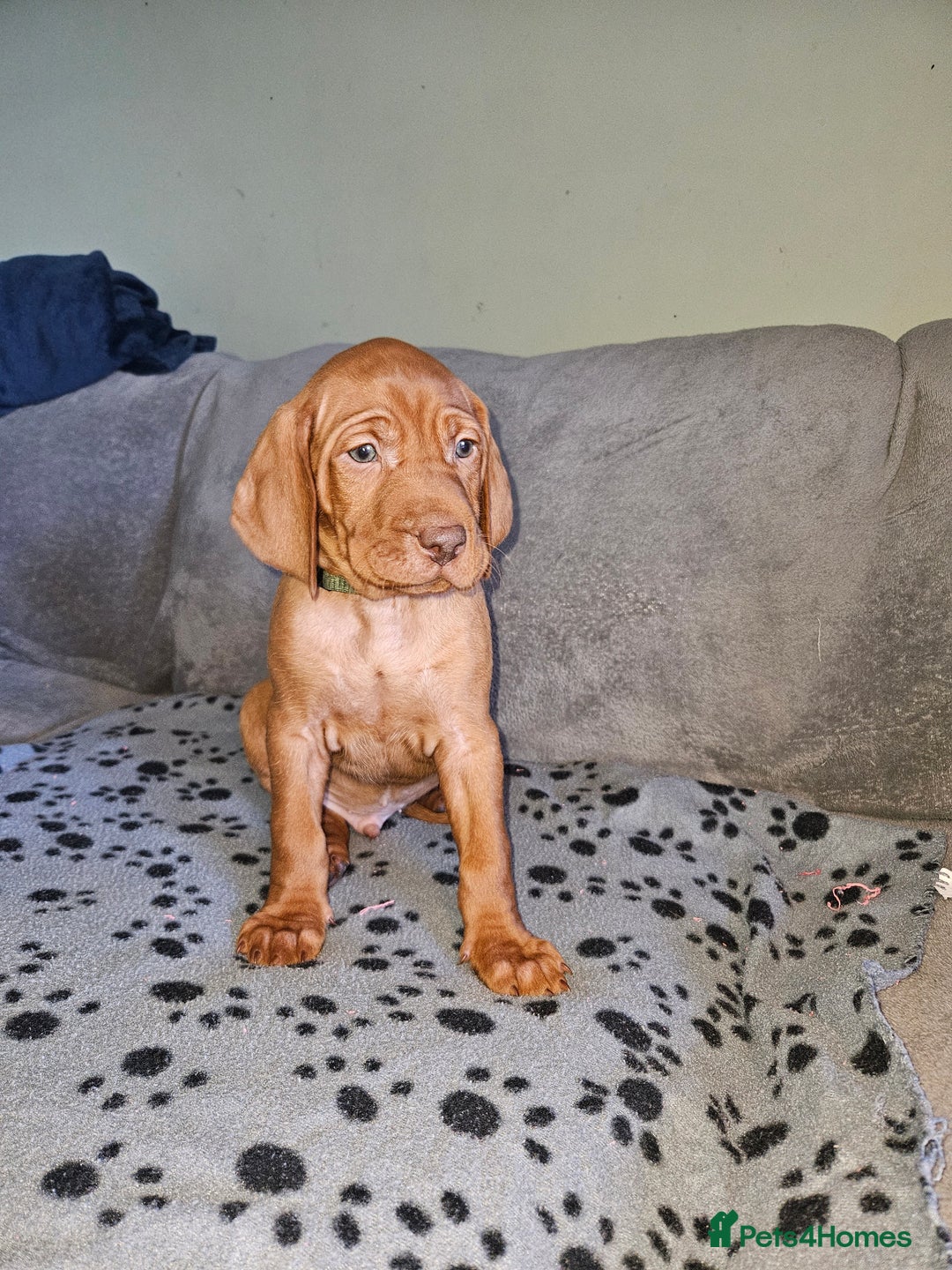 Hungarian Vizsla dogs for sale: 🏆🇭🇺 KC Registered Hungarian Vizsla Pups - Advert 27