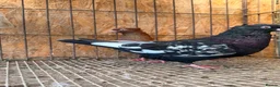 Pigeons birds for sale: IMPORTED IRANIAN SINEH PIGEONS - Advert 20
