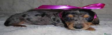 Dachshund 6