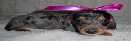 Dachshund dogs for sale: BEAUTIFUL DACHSHUND READY FOR FOREVER HOME!!! in Wolverhampton - Advert 31