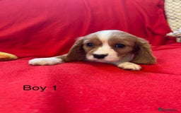 Cavalier King Charles Spaniel dogs for sale: Gorgeous Cavalier King Charles Spaniel puppies - Advert 17