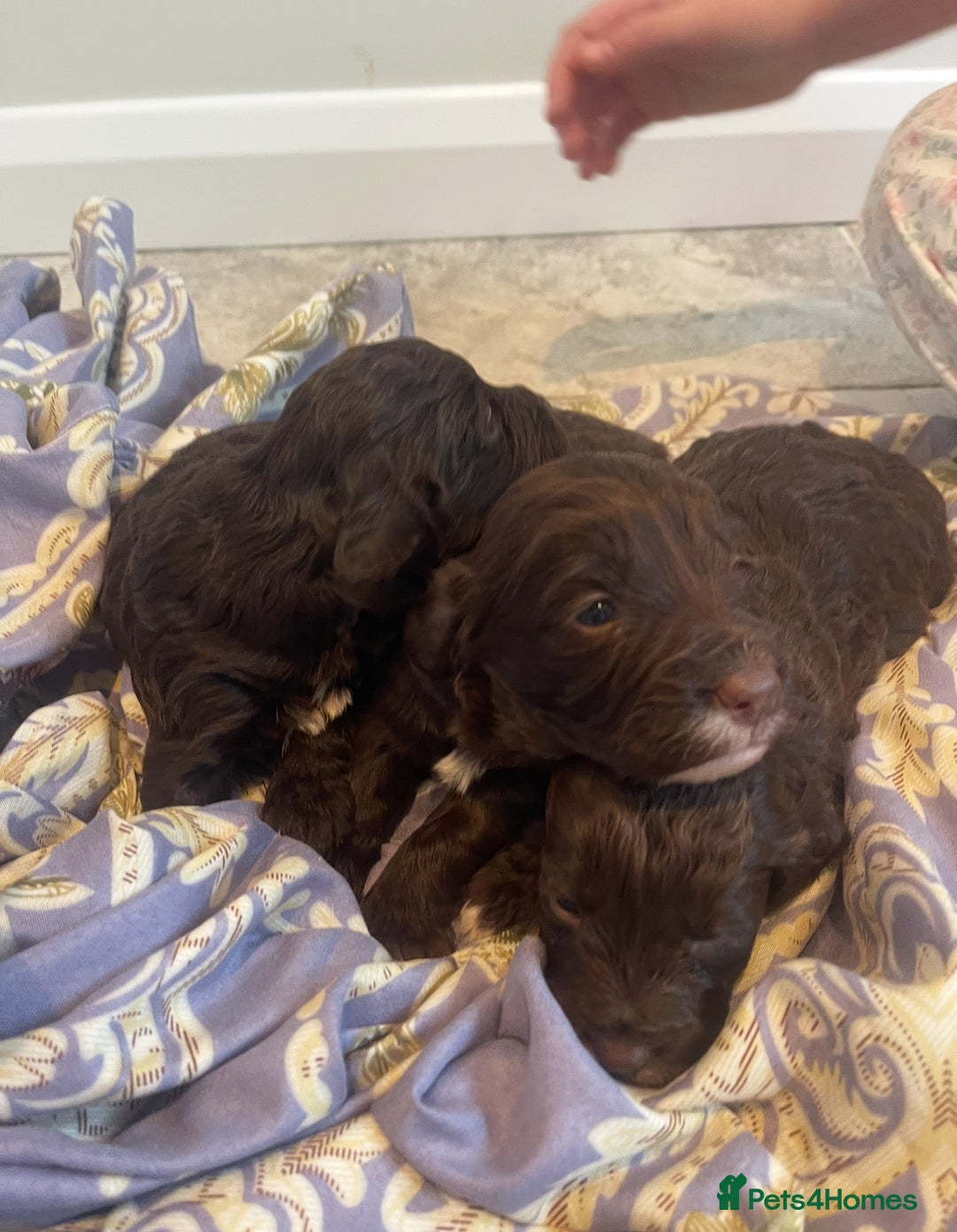 Cockapoo dogs for sale: Beautiful cockapoo puppies ONLY 1 LEFT! price drop - Advert 8