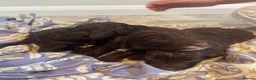 Cockapoo dogs for sale: Beautiful cockapoo puppies ONLY 1 LEFT! price drop - Advert 8