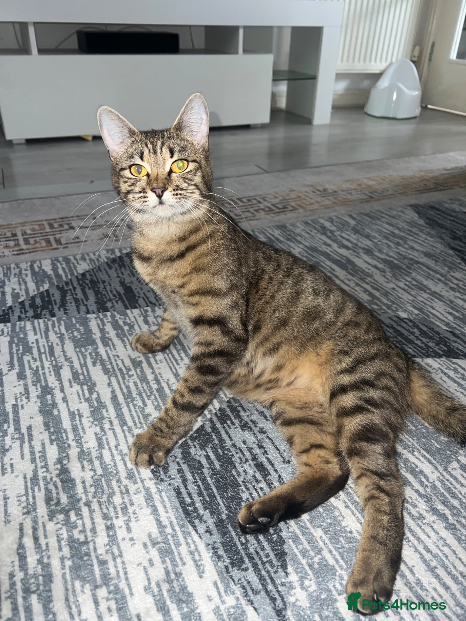 Mixed Breed cats Mixed bengal kittens  - Advert 1