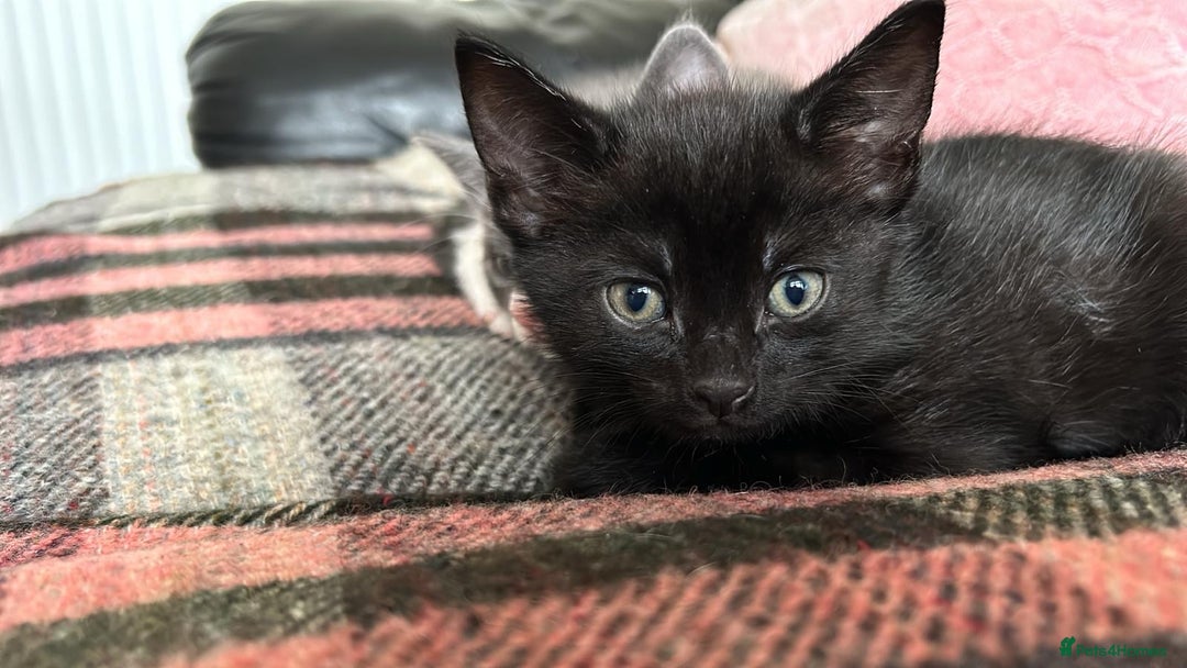 Mixed Breed cats for sale: Joyful kitten ❤️😈😆😍 - Advert 3