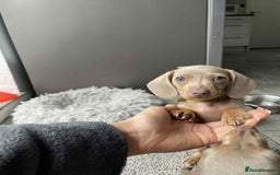 Dachshund dogs for sale: Miniature Isabella Tan Smooth Coat Dachshunds - Image 5