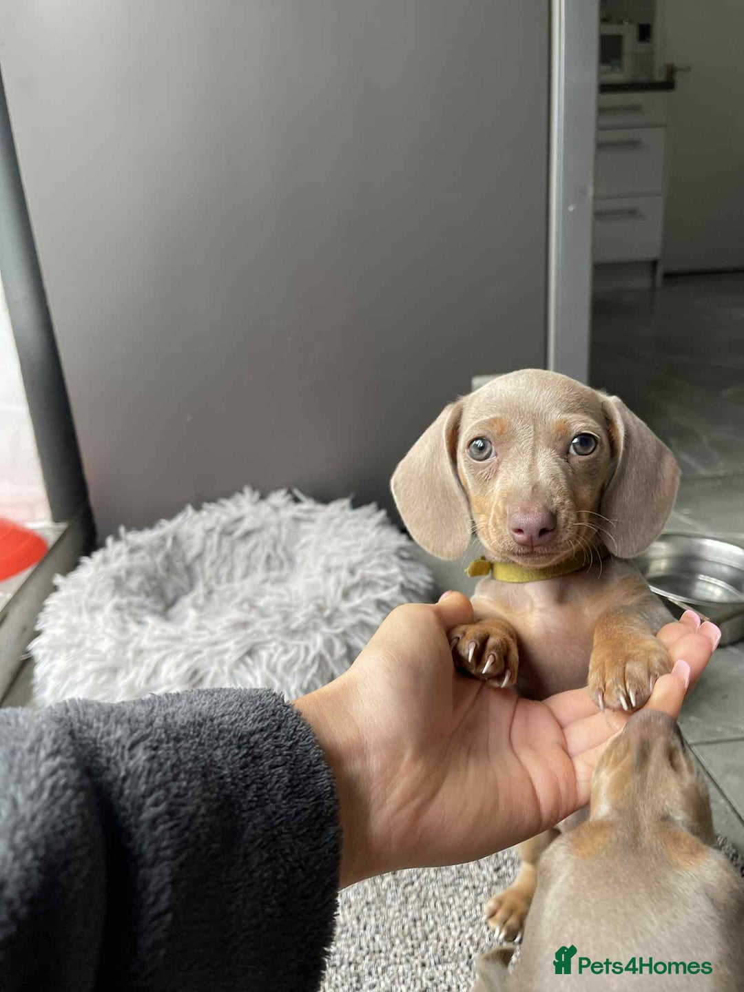 Dachshund dogs for sale: Miniature Isabella Tan Smooth Coat Dachshunds - Image 5