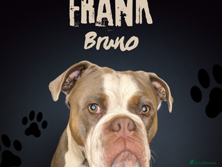 Old Tyme Bulldog dogs for stud - Advert 1