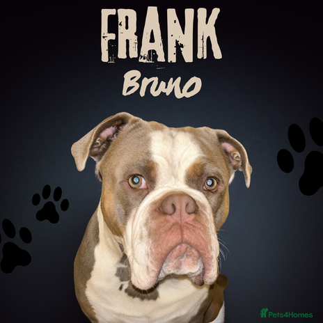 Old Tyme Bulldog dogs Proven Tri Lilac Old Tyme English Bulldog Stud - Advert 1