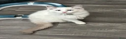 Ragdoll cats for sale: Ragdoll kitten  - Advert 7