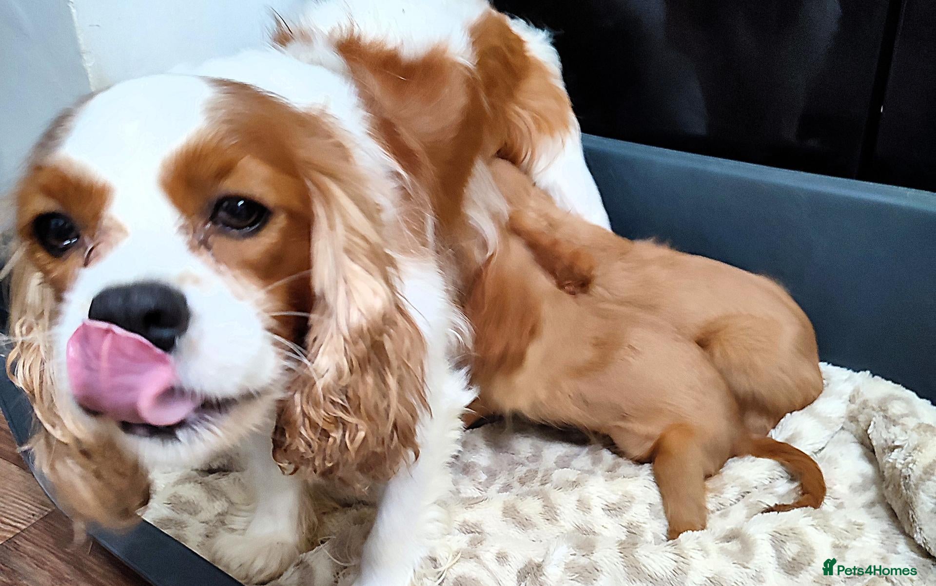 Cavalier King Charles Spaniel dogs Stunning Cavaliers Puppies - Advert 2