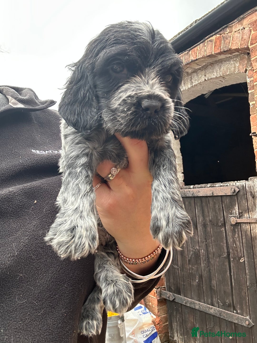 Cocker Spaniel dogs for sale: Cocker spaniel puppies  - Image 7