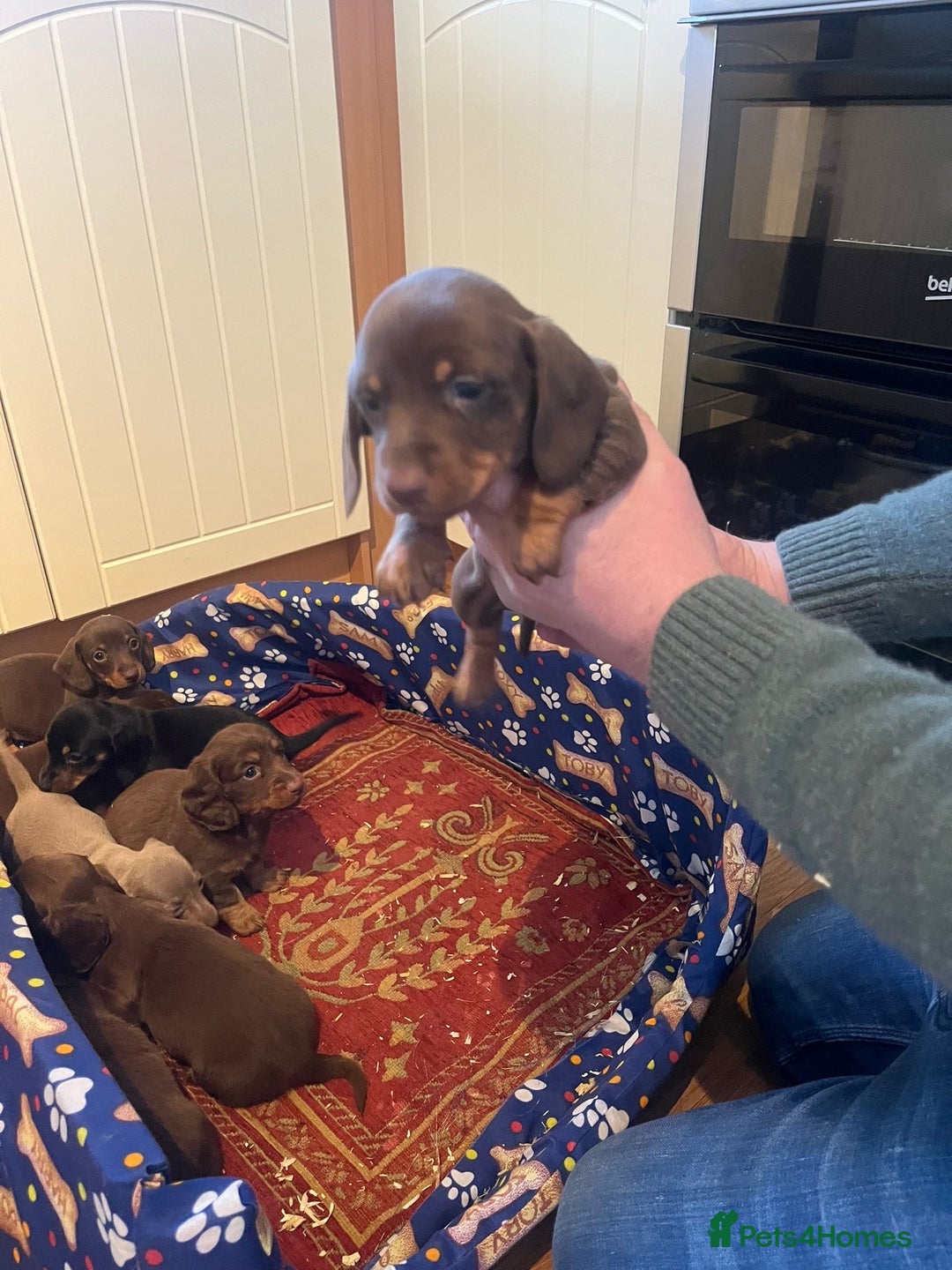 Dachshund dogs for sale: Dachshund - Advert 5