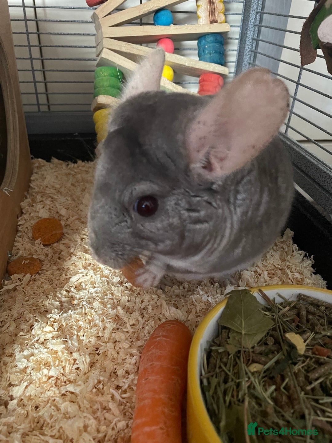Chinchilla rodents for sale: Lovely male chinchilla for sale  - Image 1