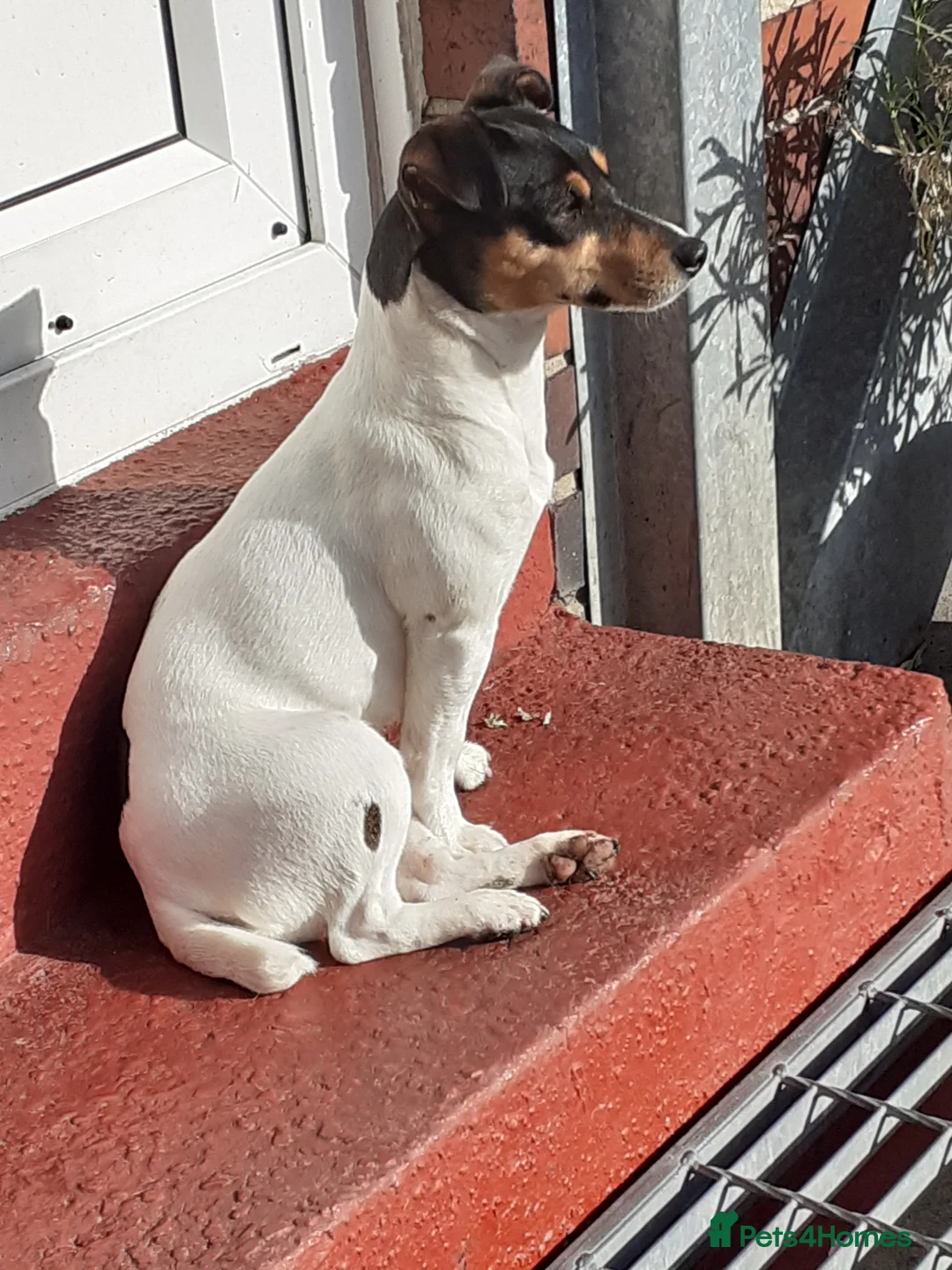 Jack Russell dogs for sale: Jack Russell Bitch  - Advert 4