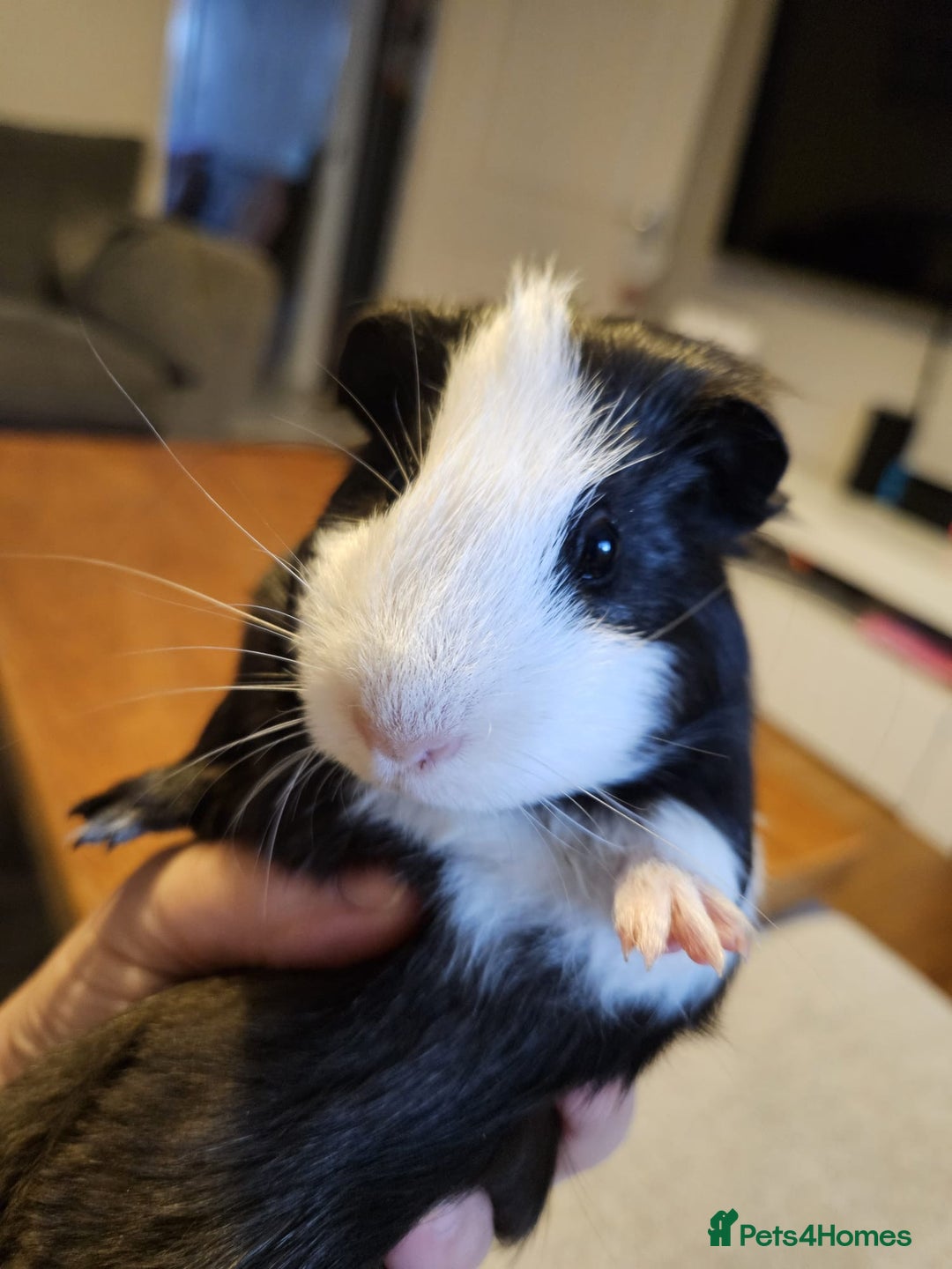 Guinea Pig rodents for sale: Baby boy Guinea pig looking for forever home.  - Image 8