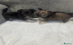 Chihuahua dogs for sale: chihuahuas puppies for sale  - Advert 3