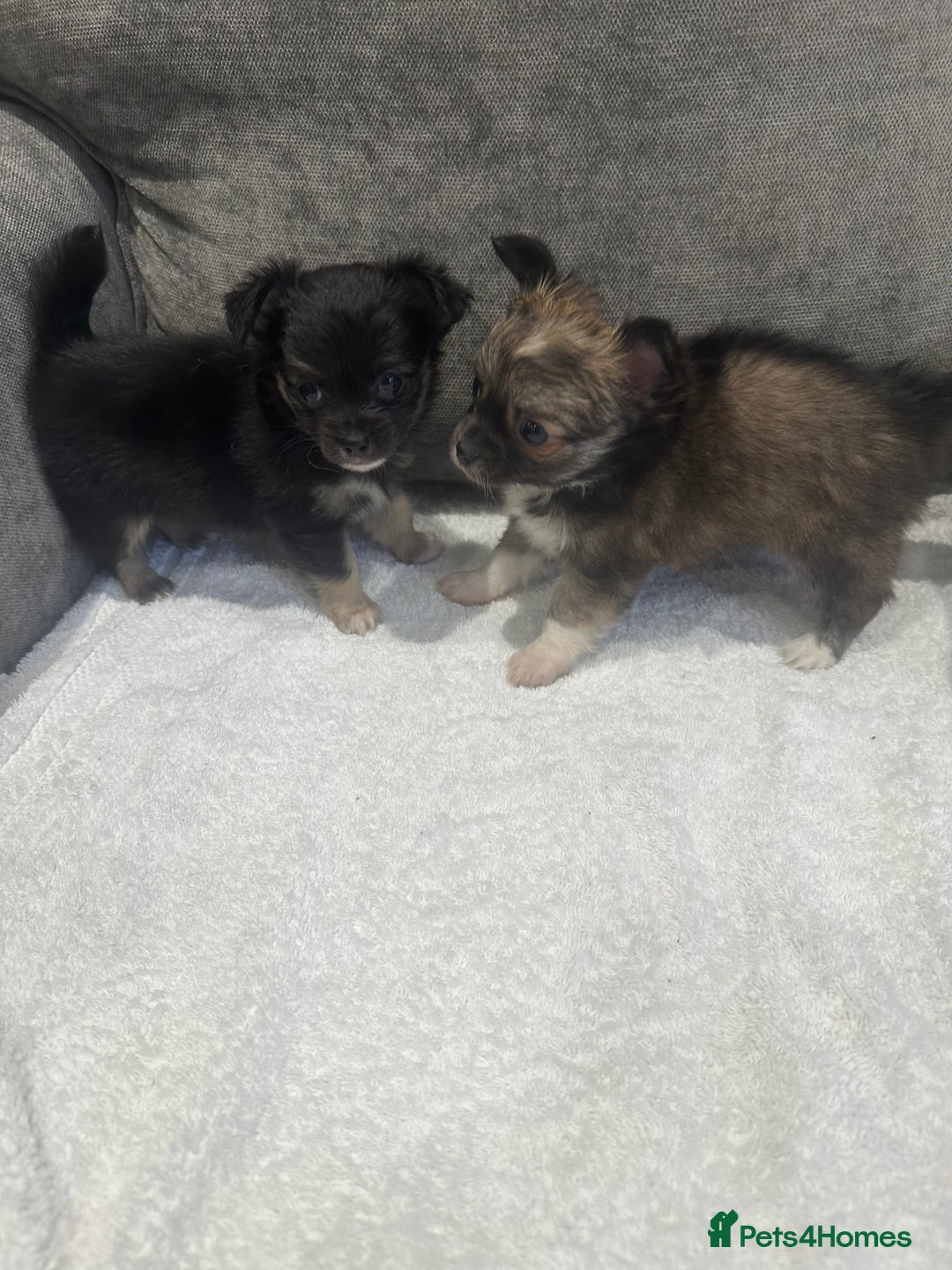 Chihuahua dogs for sale: chihuahuas puppies for sale  - Advert 3