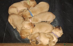 Labrador Retriever dogs for sale: Excellent KC Registered Fox Red Puppies For Sale - Image 1