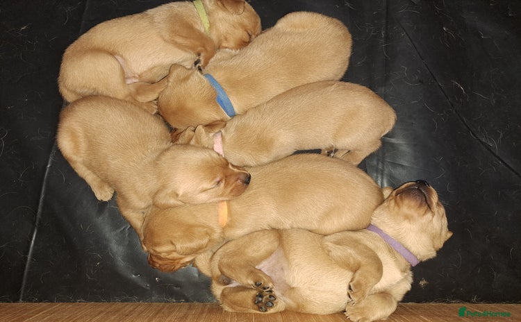 Labrador Retriever dogs - Advert 4