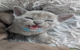 Burmese cats for sale: 5 bouncing beautiful Burmese boys - Image 8
